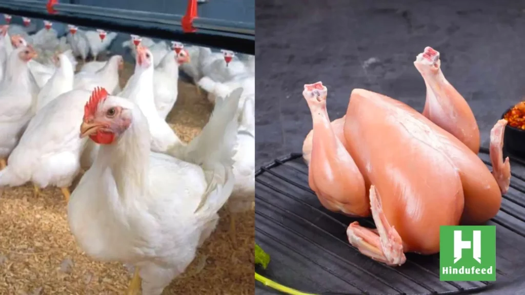 Broiler Chicken