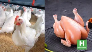 Broiler Chicken